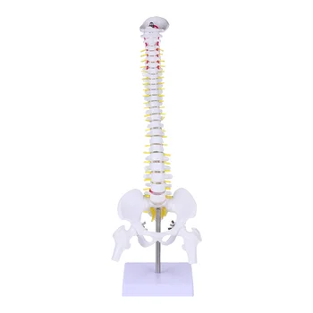 Manekenka Hrbtenice Model Tailbone Anatomija Človeškega Telesa Bela Pvc Zdravnika, Medicinsko Usposabljanje