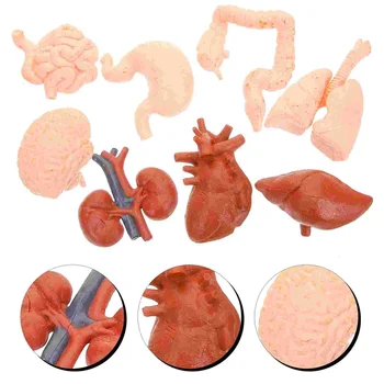 8 Kos Simulirati Modele Človeškega Telesa Otroci Okrasitev Orodja, Prebavil, Možganov Organ Maniquin Anatomija