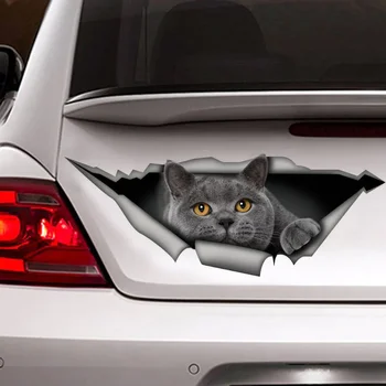 Britanski Shorthair nalepko, siva mačka avto nalepke, smešno nalepke, mačka avto nalepke