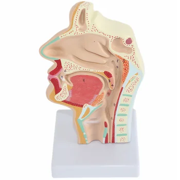 Model Nosni Anatomija Anatomski Človeško Glavo Grlo Nos Medicinske Poučevanja Votlini Študija Znanstvenih Ustni Pol Žrelo, Oddelek Mod