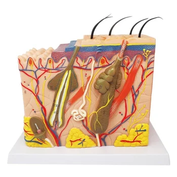 Brezplačno Poštnino Medicinske Znanosti Model Človeško Kožo Anatomija Model Plasti Kože Las Tkiva, Notranji Strukturi za Poučevanje, Usposabljanje