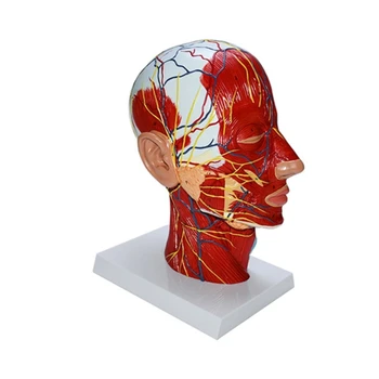 Človeško Glavo Model s Mišic Neurovascular Model za Poučevanje v Razredu Prikaz H7EC
