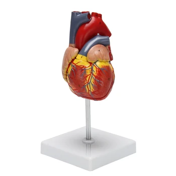 1: 1 Človeško Srce Model, Anatomsko Natančno Srce Model Življenje Velikost Človeško Okostje Anatomija Za Znanost Razredu Študija Zaslon T