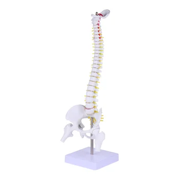 Model Hrbtenice Anatomija Človeške Hrbtenice Anatomski Modeli Usposabljanja Ledvenih Vretenc Praksi Telo Chiropractic Predstavitev