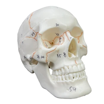 co231 Človeške Lobanje Model Življenje Velikost Odraslega človeka Anatomija Glavo Skelet Modela z Odstranljivo Lobanja Skp