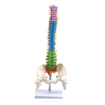 45 cm z Medeničnega Človeških Anatomskih Anatomija Hrbtenice hrbtenica Model učne Vire za Študente