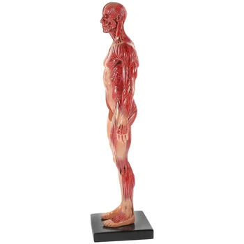 Manekenka Anatomija Študija Orodje Model Mini Mišice Anatomski Poučevanja Zdravnik Smolo Telo CG, Slikarstvo, Kiparstvo