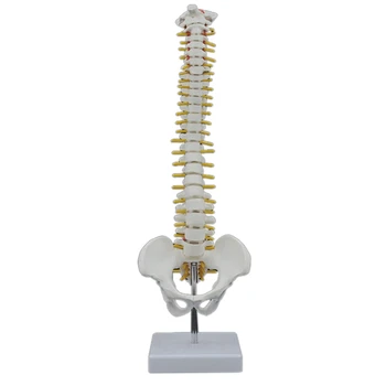 2Pcs 45 CM Človeške Hrbtenice S Medeničnega Model Človeških Anatomskih Anatomija Hrbtenice Model Hrbtenice Model+Stojalo Fexible