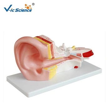 Srednje Uho Je Anatomsko Poučevanja Medicinski Model